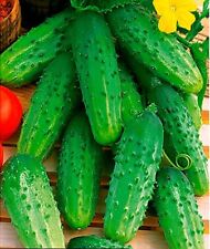 CUCUMBER GHERKIN SREMSKI, OGÓREK ŚREMSKI EARLY RICH CROPS  SEEDS