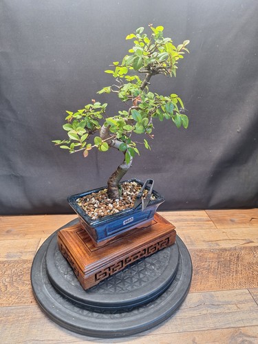 Exposed roots elm bonsai tree