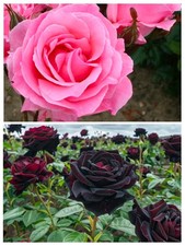Potted roses pot queen - 2,