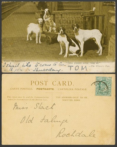 English setters pointers dogs - english,
