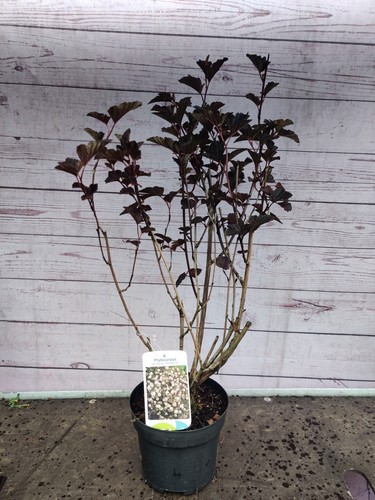 Physocarpus red baron - 2l, baron'
