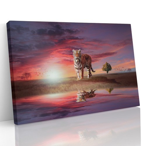 Tiger sunset wild - tiger, cat