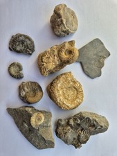9 Lovely Unresearched Ammonites From An Old UK Collection