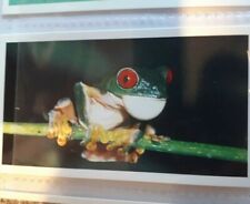 Grandee - 'Disappearing Rainforest - 'Red-Eyed Tree Frog' No 19 (of 30) 1993?