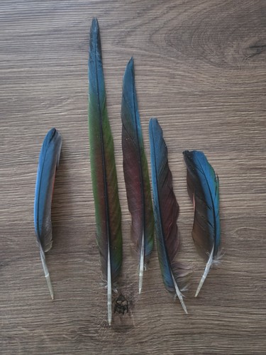 Large naturally moulted rare - 5,