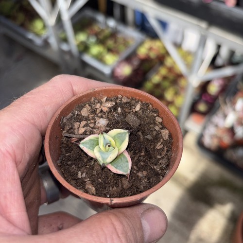 Agave cream spike - , width
