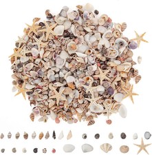 1000 PCS Mini Sea Shells Small