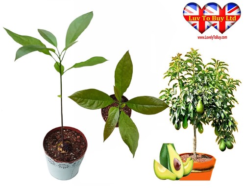 Live avocado tree healthy - avocado, tree,healthy