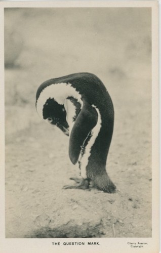 1930 cherry kearton penguin - kearton,