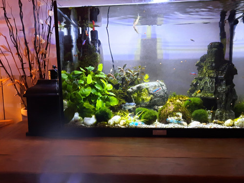 Anubias nana petite - anubias,