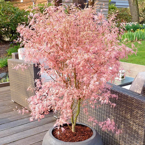 Acer palmatum iyoshi rare - acer,