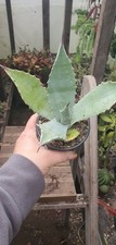 Agave  Scabra plants 