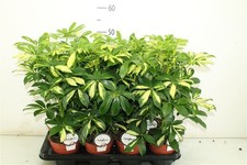 Schefflera 'Umbrella'