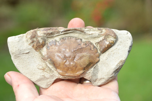 Lovely rare fossil - lovely,