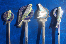 4 DIFFERENT BUDGERIGAR BUDGIE