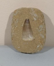 Fossil Mosasaur Tooth - Dinosaur Teeth In Matrix - Cretaceous - Morocco