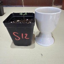 Rare Boswellia sacra