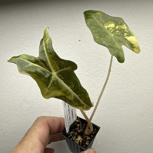 Alocasia nobilis aurea - alocasia,