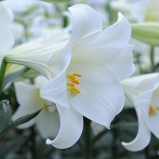 T&M Lily Trumpet Tree Lime