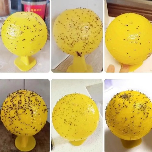 Pack indoor fly sticky - sticky, traps