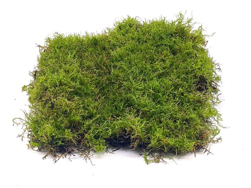 Live sphagnum moss for growing - live,