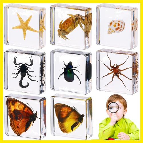 Pcs insects resin - pcs,