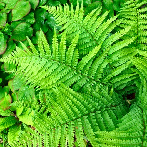 Dryopteris filix mas male - dryopteris, fern