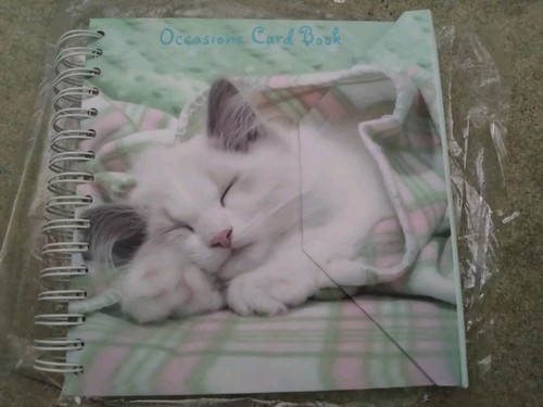 Keith kimberlin kitten cat - kitten,