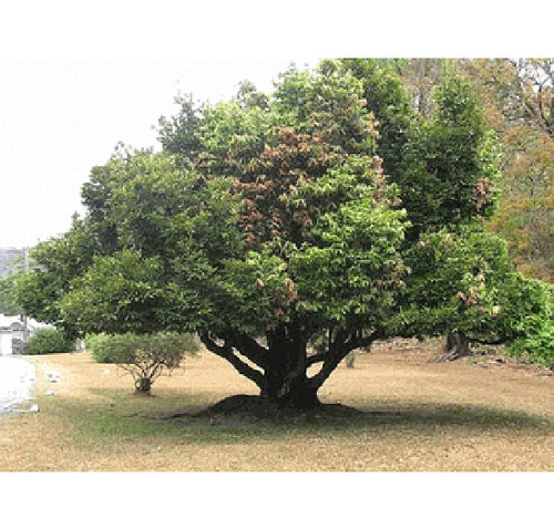 Diospyros ebenum ceylon - diospyros, ebenum,