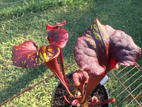 Sarracenia flava rubricorpora - sarracenia,