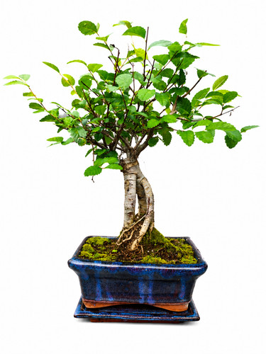 Chinese elm bonsai tree - bonsai,