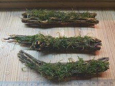 X1 Flame Moss On Colla Wood- Bogwood - Live aquarium plant coldwater or tropical