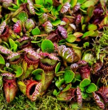 Cephalotus Follicularis Live