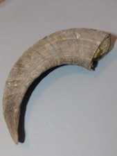 Genuine ram horn taxidermy - horn,