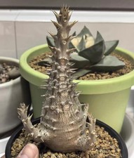 6.5cm Pachypodium baronii