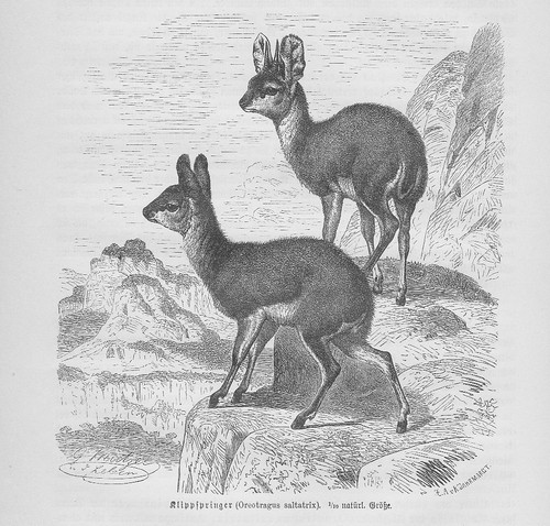 Klipspringer oreotragus - klipspringer,