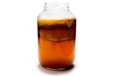 Mature Potent ORGANIC Kombucha