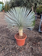 Blue swan yucca rostrata - blue,