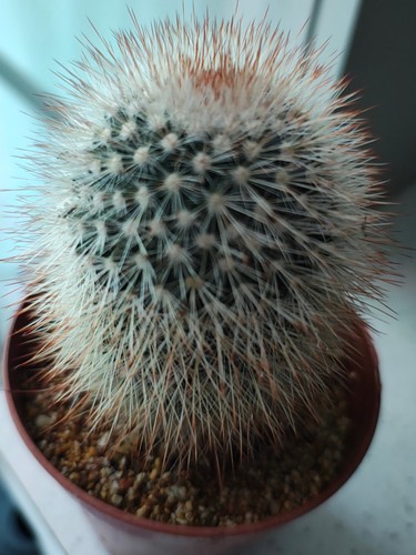 Mammillaria spinosissima - mammillaria,