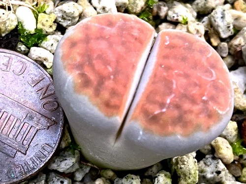 Mesemb plant lithops - plant,