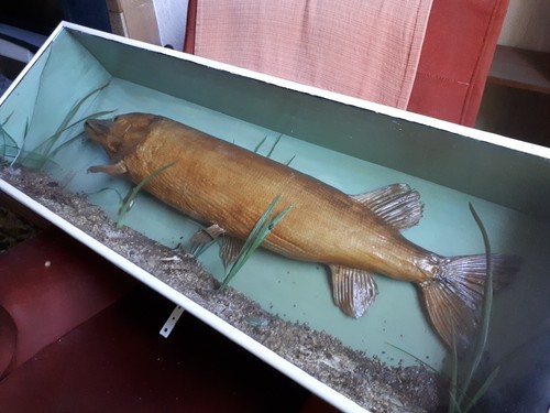 Vintage taxidermy stuffed - , pike