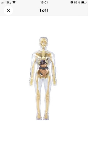 Human body torso - 3d,