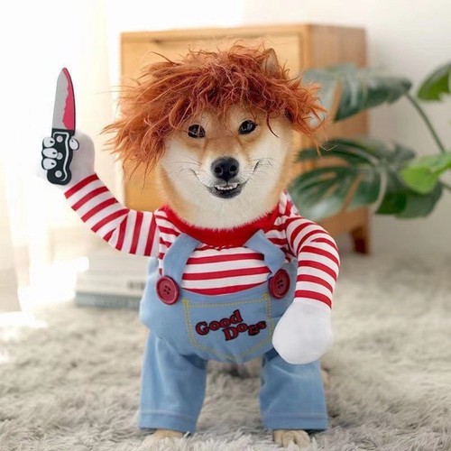 Halloween chucky dog cat - chucky,