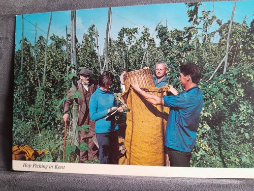 Hop picking kent - hop,