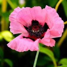 Poppy Raspberry Queen Bare