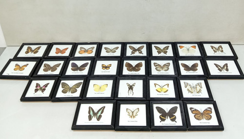 Framed taxidermy butterfly - taxidermy,