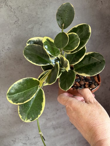 Hoya australis blondie large - australis,