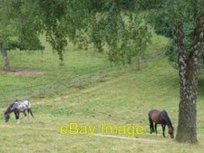 Photo 6x4 Paddocks by Hook