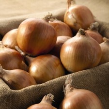 T&M Onion Shakespeare Autumn Planting Garden Hardy Bulb Vegetable 250g, 500g