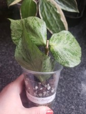 Hoya Polyneura Silver whole